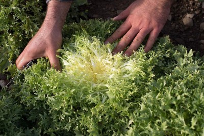 VibeX ® VLR-496 Endive Lettuce Yellow Heart Curly Frisee Seed(200 per packet)