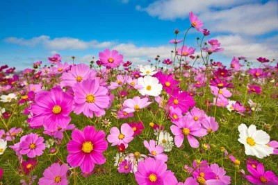 Quentova Cosmos Mix-4V-UK Seed(75 per packet)