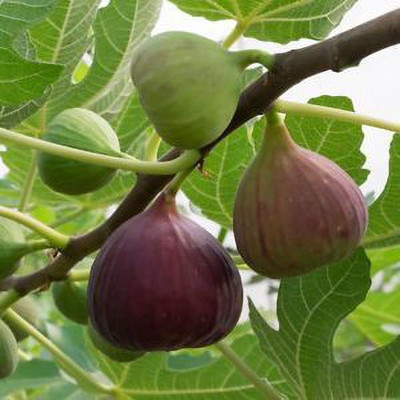CARIBBEAN HYBRID FIG ANJEER FRUIT Seed(51 per packet)