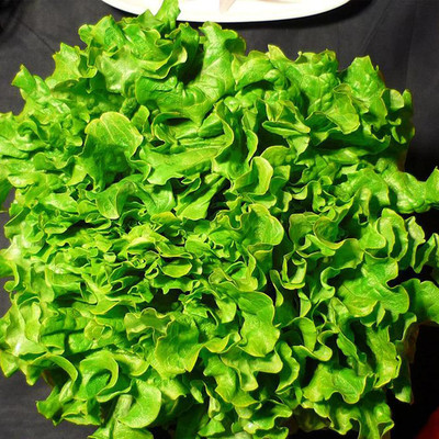 CYBEXIS Yard Plant Seeds for Home - Lettuce Seeds2000 Seeds Seed(2000 per packet)