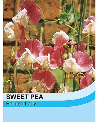 CYBEXIS Sweet Pea Seeds 'Painted Lady' Lathyrus odoratus Seed(50 per packet)
