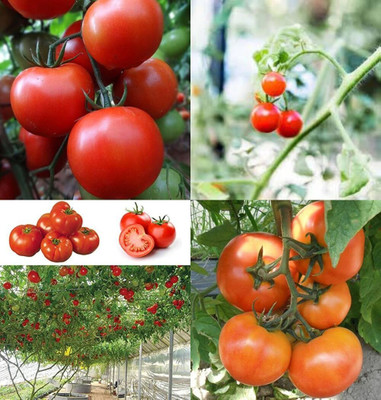ibains Tomato plant seeds bij 69 Seed(69 per packet)