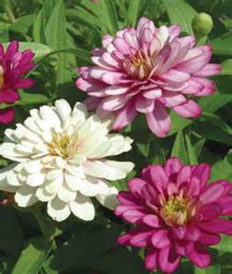 CYBEXIS LX-81 - Imp. Zinnia Beautiful Bright Crisp Colors - (90 Seeds) Seed(90 per packet)