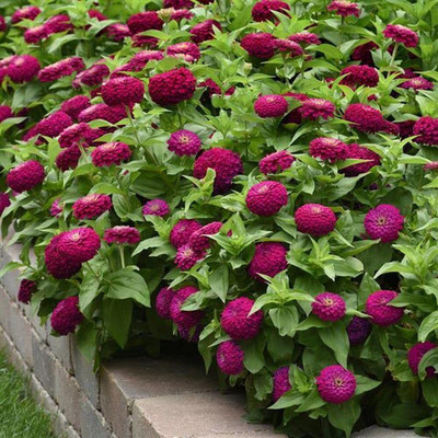 Lorvox Zinnia Double Mixed Color Flower Seed(20 per packet)