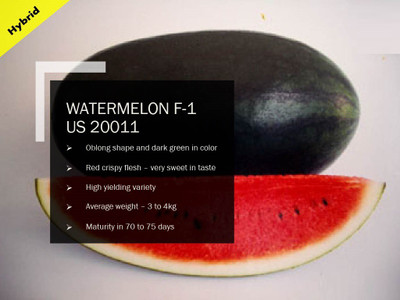 VibeX WATERMELON F-1 PUAS-20011 SEEDS(2500 Seeds) Seed(2500 per packet)