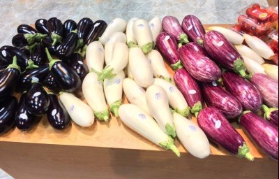 Qualtivate HYB-5A Eggplant Aubergine Long Mix Brinjal Seed(300 per packet)