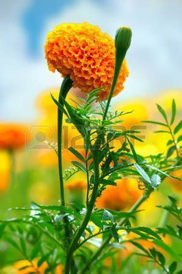 DEYS AGRO ™ hybrid mix marigold flower seeds Seed(140 per packet)