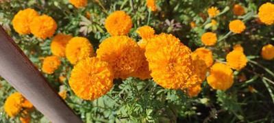 Natures Yard marigold/gende ka phool flower seeds Seed(50 per packet)