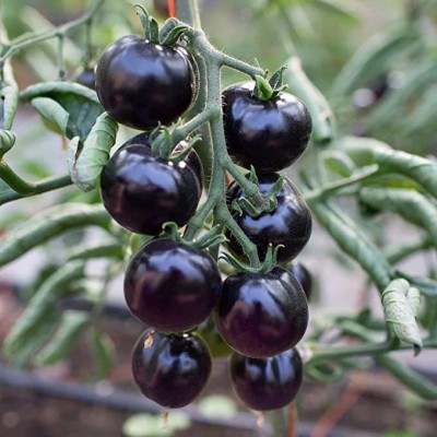 KANAYA Black beauty Hybrid Tomato Seed(650 per packet)