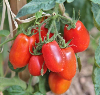 Nodoc Organic Roma tomato Seed(35 per packet)