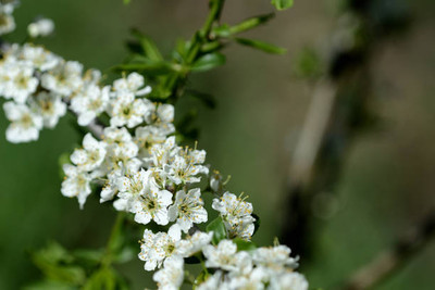 Oliver gypsophila flower Seed(200 per packet)