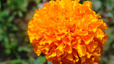 Avysa African Marigold Seeds - Non-GMO Heirloom Seeds Orange Seed(1000 per packet)