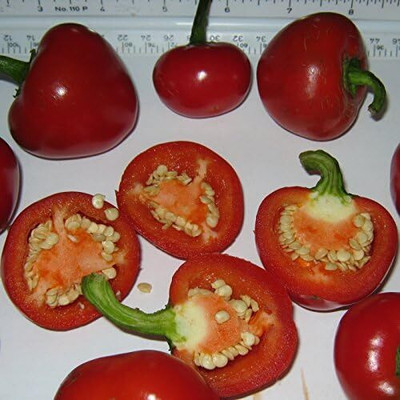 KNESSiN Red Cherry Bomb Chilli Seed(1250 per packet)