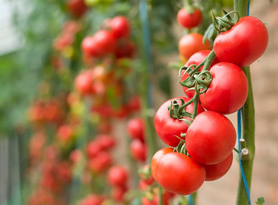 worldex tomato Seed(90 per packet)