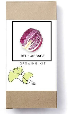 Biosnyg Red Cabbage[500 Seeds] Seed(500 per packet)