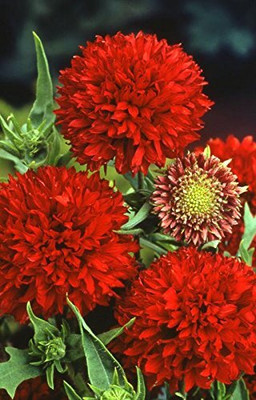 Qualtivate LX-3 Gaillardia Double Red Summer Flower Seed Seed(50 per packet)