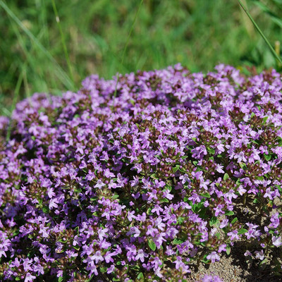 CYBEXIS LXI-39 - Wooly Creeping Thymus - (1350 Seeds) Seed(1350 per packet)