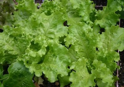 VibeX VXI-19 - Black-ed Simpson Lettuce - (1350 Seeds) Seed(1350 per packet)