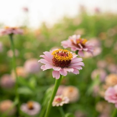 GREENSEA Zinnia Mixed Flower Seed(37 per packet)