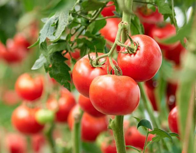 Ultrawise tomato Seed(55 per packet)