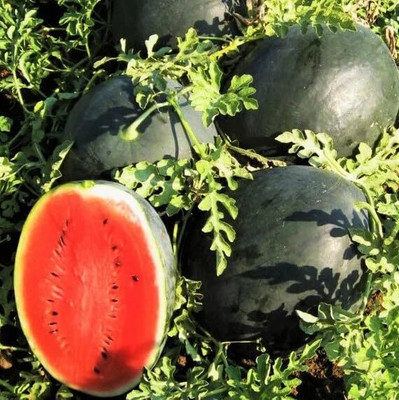 CRGO WATERMELON TARBUJ Seed(55 per packet)