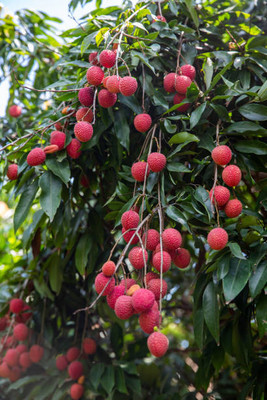 MAA LITCHI,LICHEE,LYCHEE Seed(11 per packet)