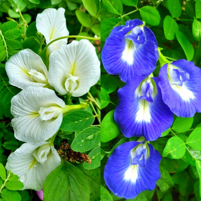 MUTHA Aparajita, Shankhpushpam, Butterfly pea, Sangu poo, Nilkantha seeds Seed(40 per packet)