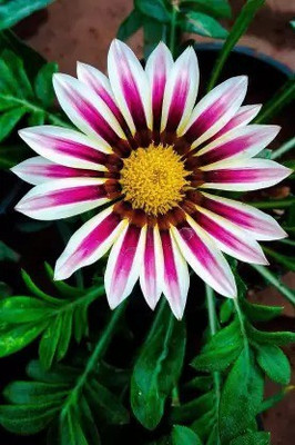 MAA Gazania Seed(25 per packet)