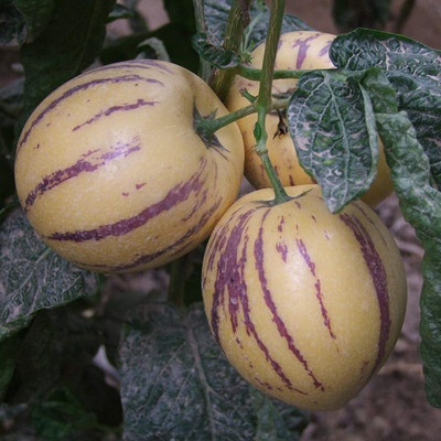 CYBEXIS Fragrant Rustic Vegetable Tomato Seeds 2000 Seeds Seed(2000 per packet)