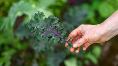 WILLVINE PAU -V Red Russian Kale Seeds for Planting [50g] Seed(15000 per packet)