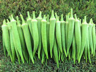 VibeX ® LXI-72 Organic Okra Seeds Seed(100 per packet)