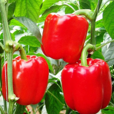 DIVINE CHILLI , PEPPER Seed(100 per packet)