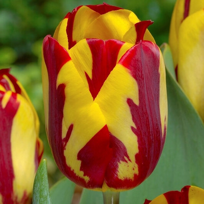 zabbus Tulip Flower Bulbs for Winter Season Red yellow Seed(2 per packet)