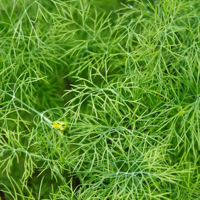 Qualtivate GBPUT-86 Dwarf Fernleaf Dill Herb Seed(500 per packet)