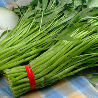 CYBEXIS Hybrid Water Spinach Seeds2000 Seeds Seed(2000 per packet)