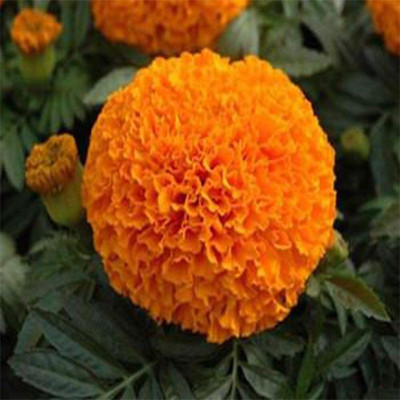 Aywal Marigold F2 Dwarf Double Orange Flower Seed(1 per packet)