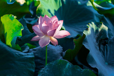 VNR lotus,kamal gatta Seed(10 per packet)