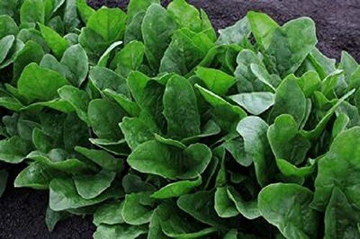 Qualtivate VVI-306 Imperial Green Hybrid Spinach Seed Seed(500 per packet)
