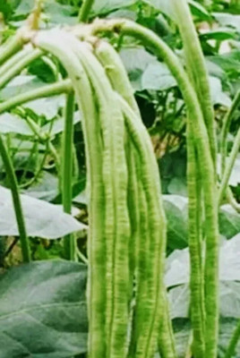 AloGardening Snake Bean Seed(160 per packet)