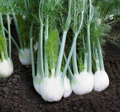 CYBEXIS Seeds of Vegetable Fennel Rondo F12800 Seeds Seed(2800 per packet)
