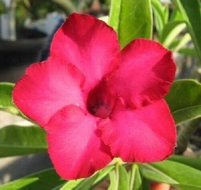 Qualtivate VVI-671 Desert Rose Mixed Colours Seed(30 per packet)