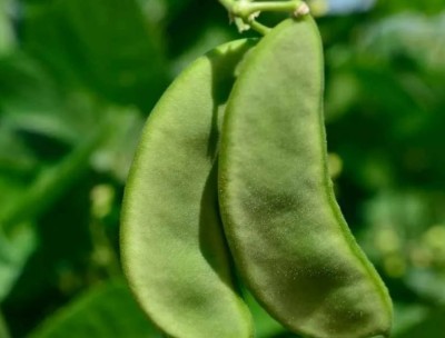 Quentova Lima beans (Phaseolus lunatus) Sem Phali-VK-4X Seed(50 per packet)