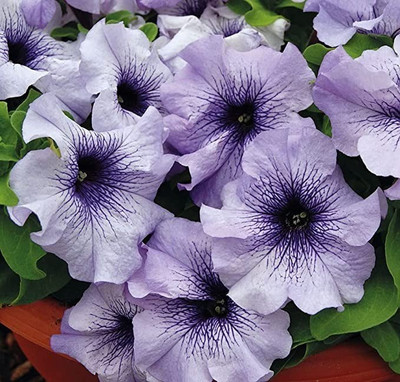 Aro Petunia Seed(70 per packet)