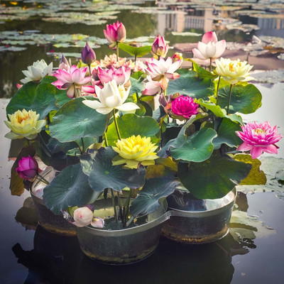 LPR LOTUS,KAMAL Seed(20 per packet)