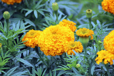 BMSSSLS marigold/gende ka phool flower seeds Seed(50 per packet)