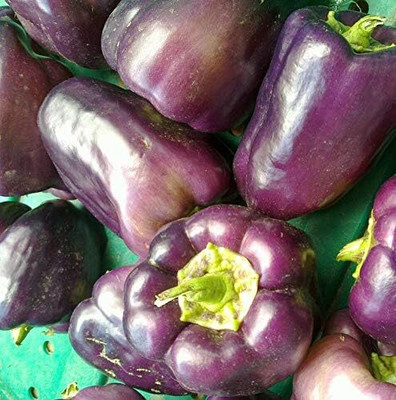 Qualtivate RES-6A Purple CAPSICUM SIMLA MIRCHI SEEDS Seed(100 per packet)