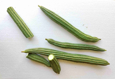Paudhaa F1 best quality RIDGE GOURD Seed(20 per packet)