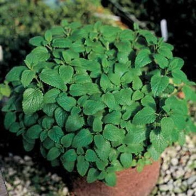 Qualtivate HYB-6A Spearmint Seeds, Staple Windowsill Seed(200 per packet)