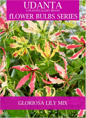 Udanta Flaming Lily - Gloriosa Creeper Flower Bulbs For Summer Season - Qty 10pcs Seed(10 per packet)