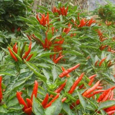AloGardening ® F1 Hybrid Red Hot Chilli Pepper Seeds Seed(1000 per packet)